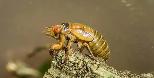 白色蠕动的虫子吃了会怎么样图3