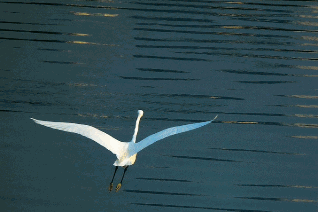 639_426gif 动态图 动图