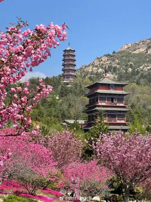 即日起至5月5日,赤山风景区盛邀您共赴一场绚烂的樱花盛宴!