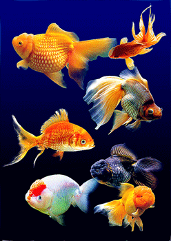 莎也想变成一只鸟,可以去看诗仙李白的疑是银河落九天的瀑布.