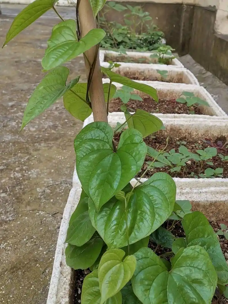 就切下有芽的那小段埋在地里,就长出了藤蔓,于是我才认识山药叶子原来