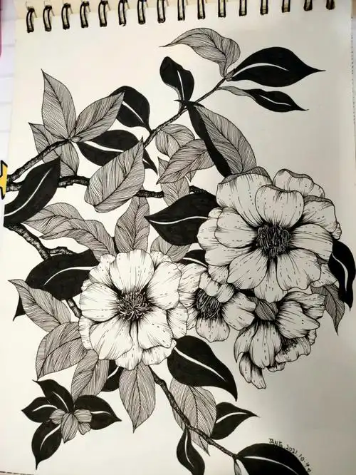 黑白装饰画茶花临摹