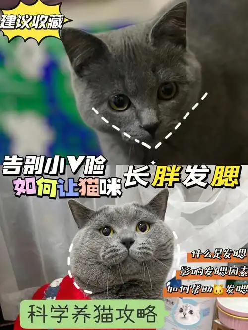 告别小v脸如何让猫咪长胖发腮