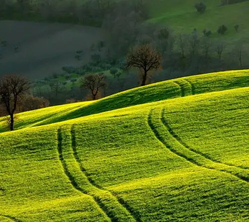 草地 绿地 植物 绿色 自然 微距 摄影 壁纸 背景 生长