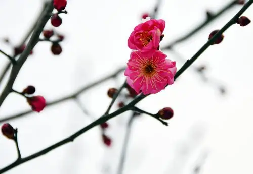 红梅傲雪报新春