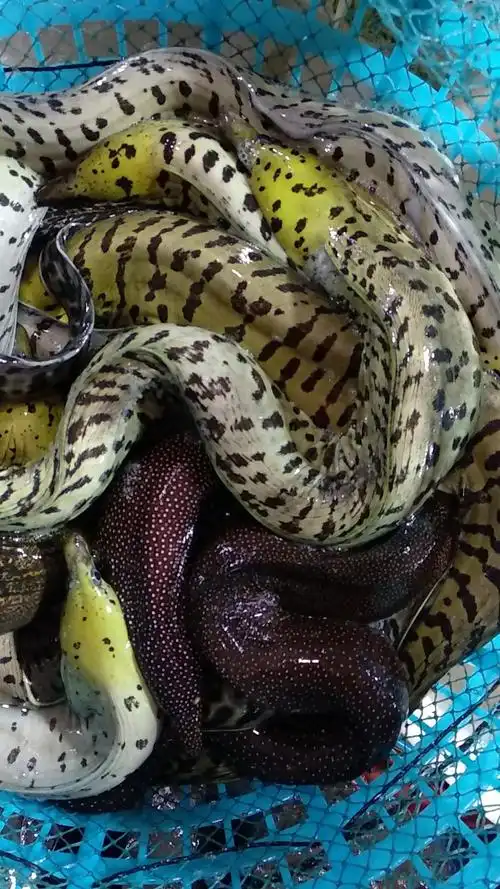 海鲜精选东山海鲜61野生石鳗生猛海货满满的胶原蛋白不是天天有货