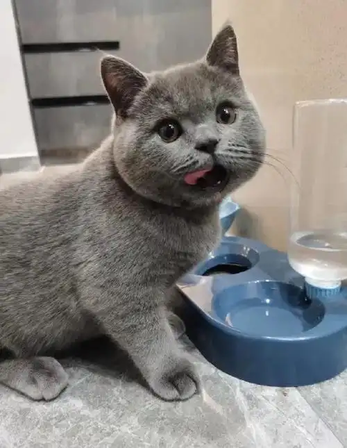 科学养猫,发腮和发福的区别,你都知道吗?_猫咪_网络_品种