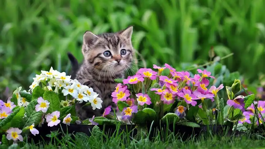 首页 动物与鸟 猫咪 可爱的小猫,报春花粉色和白色的花 壁纸 / 1920x