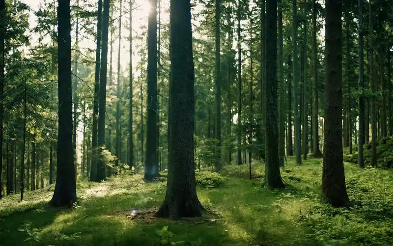 绿色,森林,密林,树木,草地,angelikah rschl ger,植树节密林深处壁纸