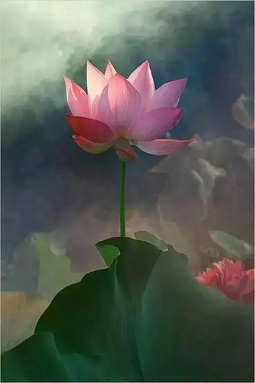 佛说,每个人的心中都有一朵清净的莲花.