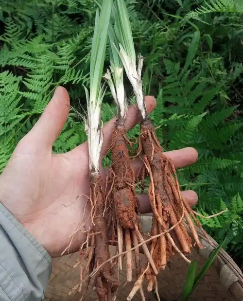 农村路边的"壮阳草",城里一斤100块,常吃养肾大补,阳气更足_网易订阅