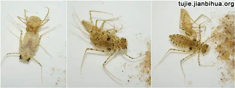 图解蜻蜓的孵化过程第2页