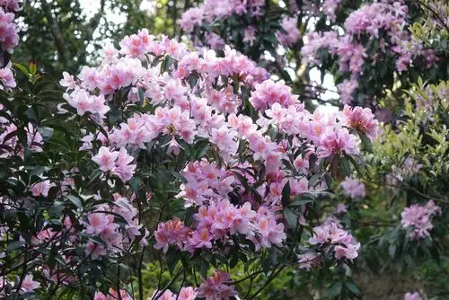 梧桐山上的毛杜鹃