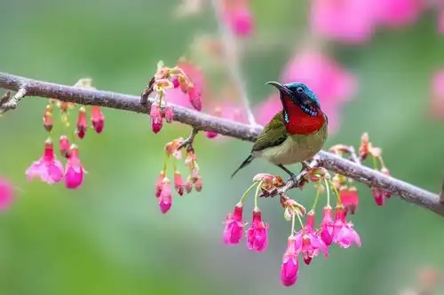 最美花鸟图——樱花与叉尾太阳鸟