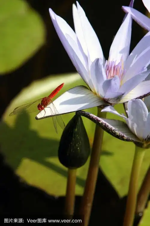 红蜻蜓在荷花上