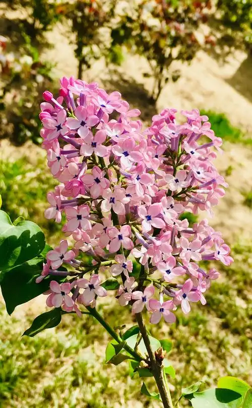 紫丁香清雅高贵,香气浓郁,花开季节,繁华满树,清新香味沁人心脾,格外