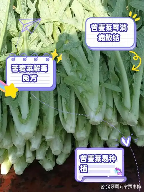 苦麦菜的功效和作用