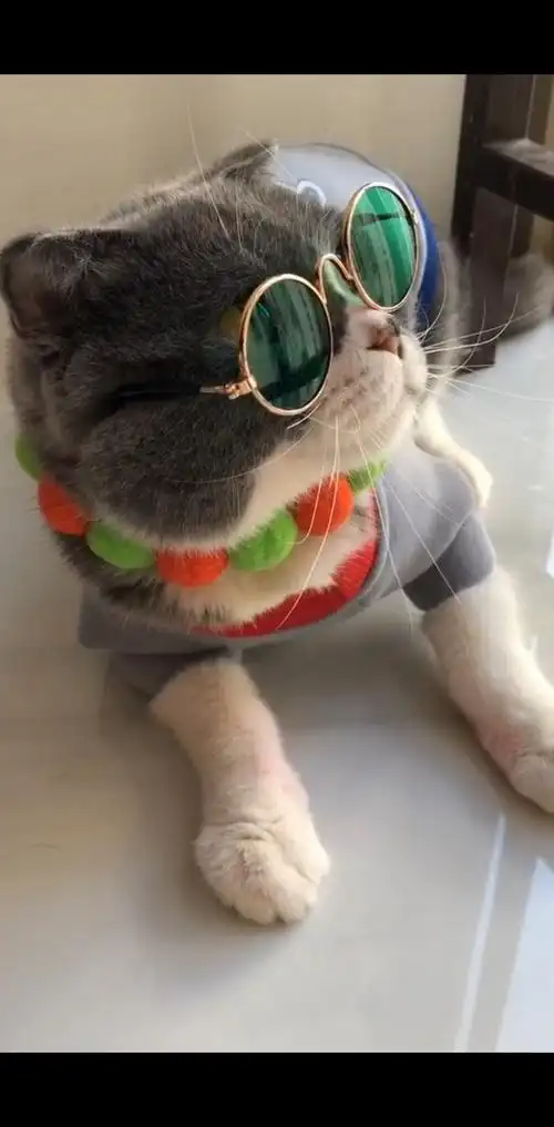 我家萌宠成精啦#猫也需要戴眼镜才能看得清吗