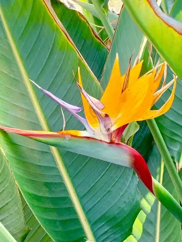 极端美丽的花名:天堂鸟