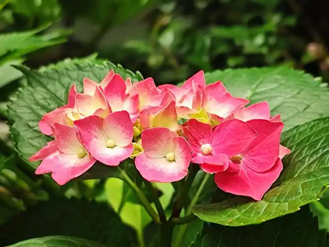 【原创首发】彩色绣球花