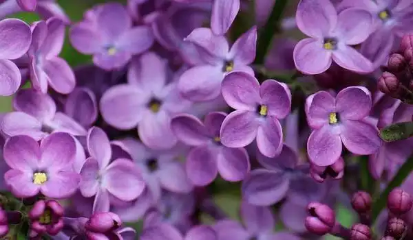 丁香花图片大全丁香花花语及寓意丁香花有哪些品种