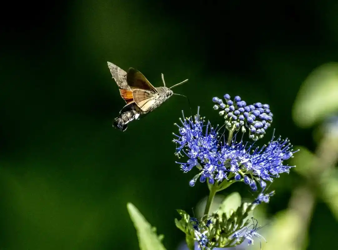 昨天来到望湖公园发现几只蝴蝶在花丛中飞来飞去,在采集着花朵上 - 抖
