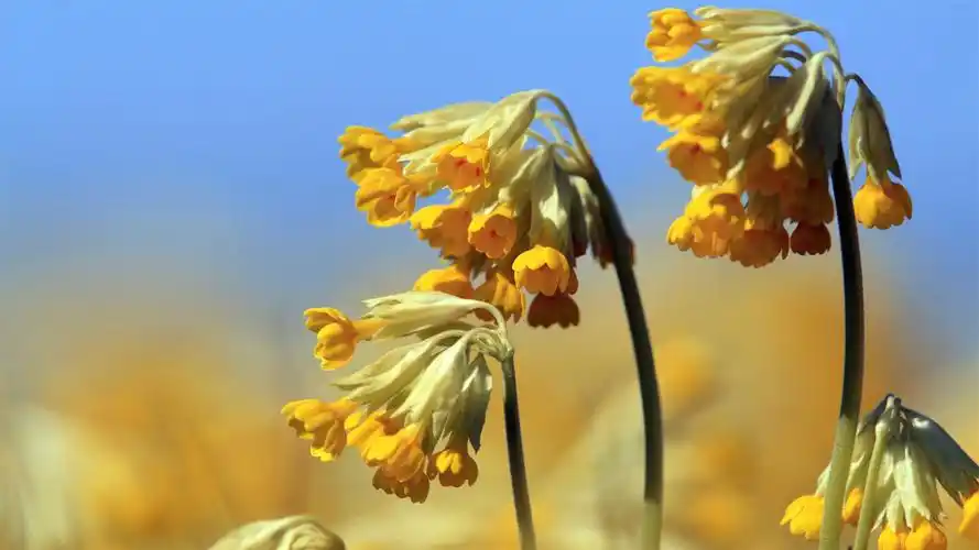 瑞典春天唯美风景高清桌面壁纸_风景壁纸_壁纸下载_美桌网
