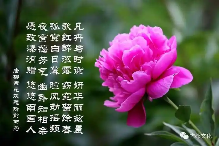 芍药为什么有那么多美丽的别称与寓意芍药的意象世界