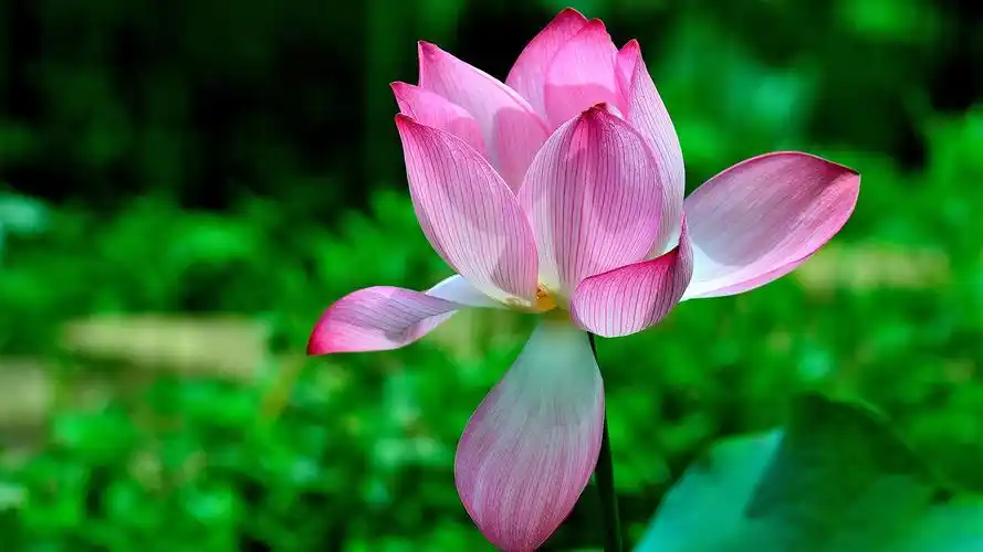 清新淡雅的荷花高清宽屏壁纸