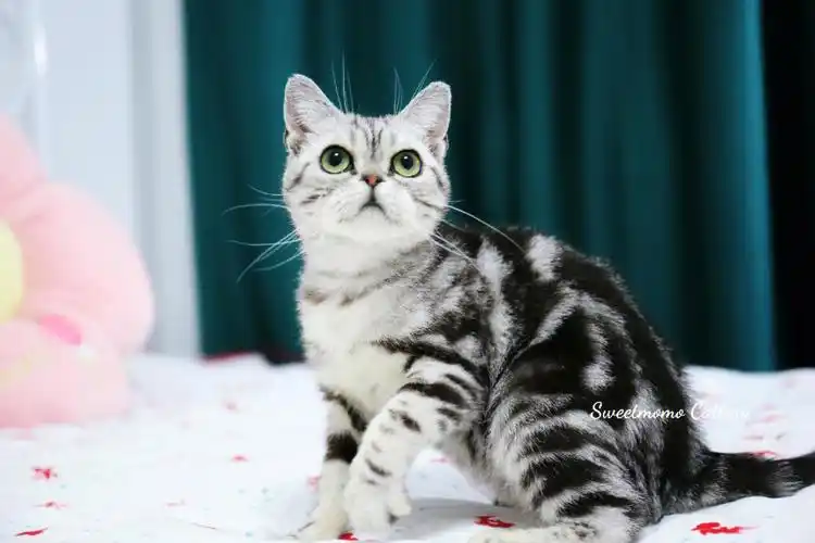 美短繁育种群的新成员银虎斑妹妹姜饼