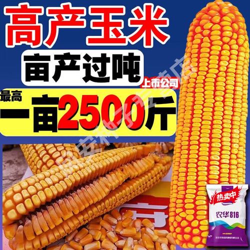 玉米种子矮杆双棒抗高温抗旱涝抗倒农科院国审苞米种农华816