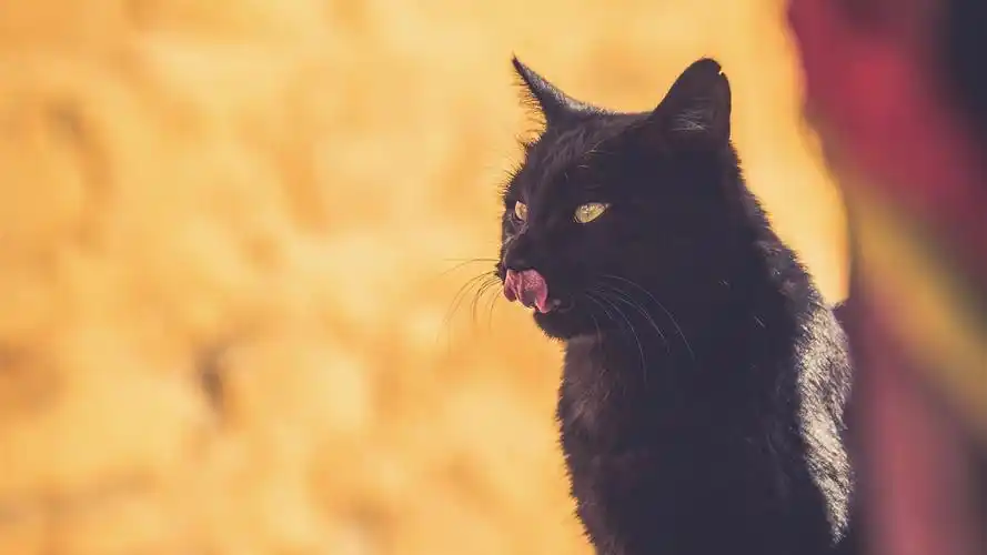 壁纸 黑猫,黄色背景 3840x2160 uhd 4k 高清壁纸, 图片, 照片