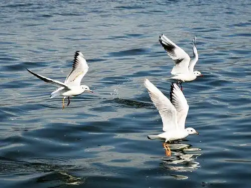《鸟儿满天飞》活动---清平镇中心幼儿园大一班