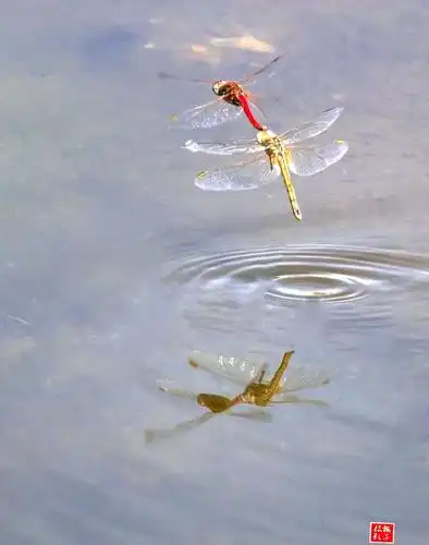 写美篇  红蜻蜓在花草水中悠悠地盘旋,或低或高,或远或近,或时又像