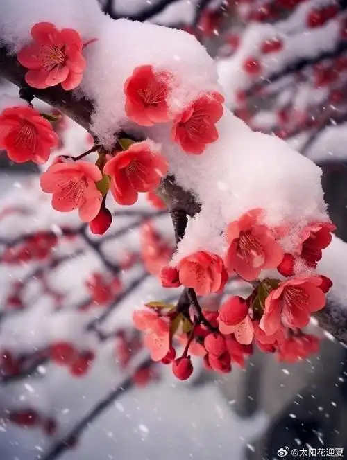 寒冬落雪,梅花独自开～#100个冬日限定美景