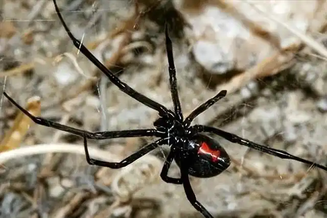 黑寡妇蜘蛛