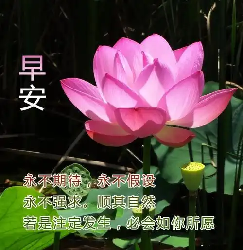 大家早上好最新最漂亮图片 特别漂亮早上好带字高清图片大全