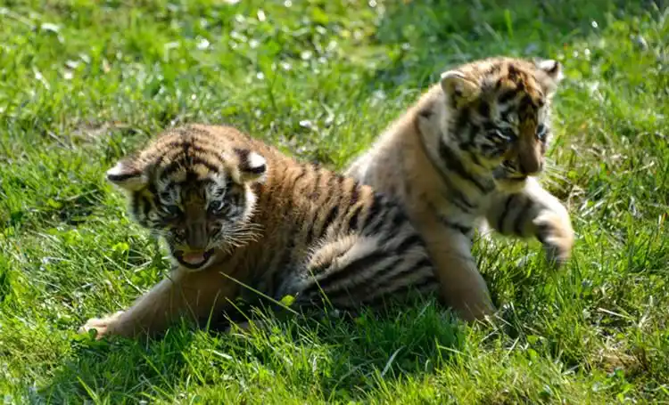 《原创》可爱的小老虎