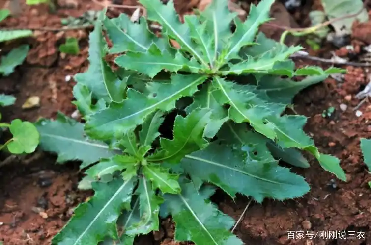 80后小伙回村卖野菜走向致富路