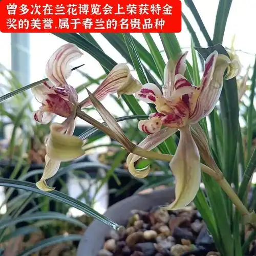 这款老种下山兰养一棵太带劲如彩虹般绚烂人称最美兰花