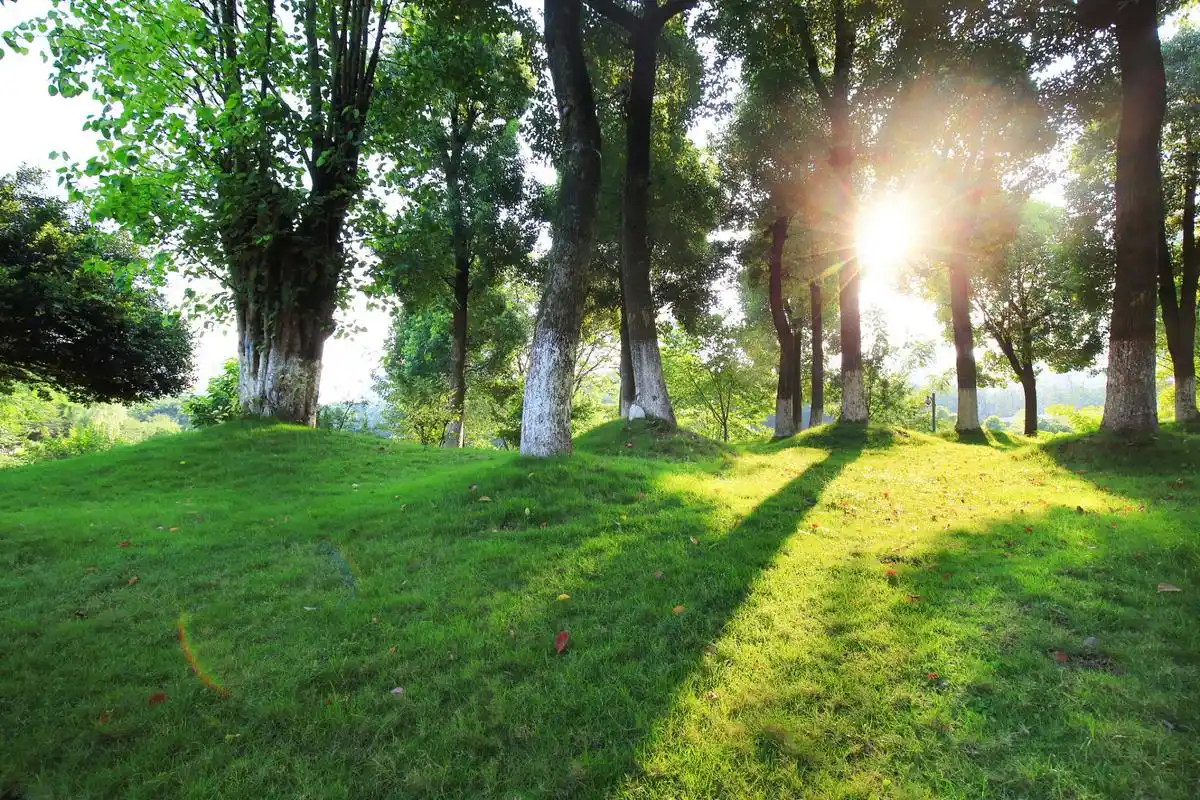 阳光明媚的晨  阳光明媚的晨,微风拂面 望着窗外,心情渐渐明朗起来