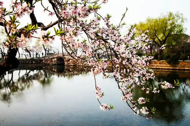 江南水乡美丽的桃花盛开花卉图片分享