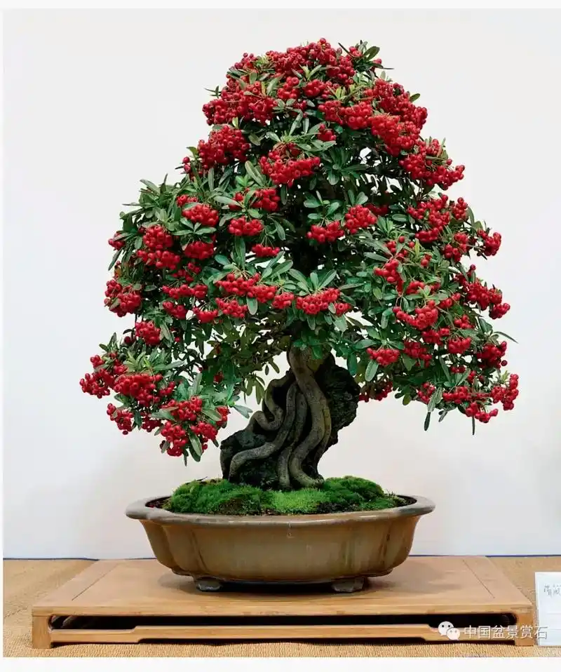 火棘盆景,吉祥果 救军粮 网络图片 - 抖音