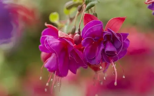 紫红色花朵的特写,芽 壁纸 - 1680x1050