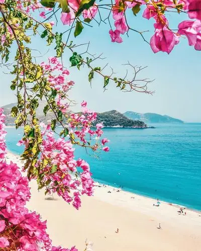 海边湖畔一丛花