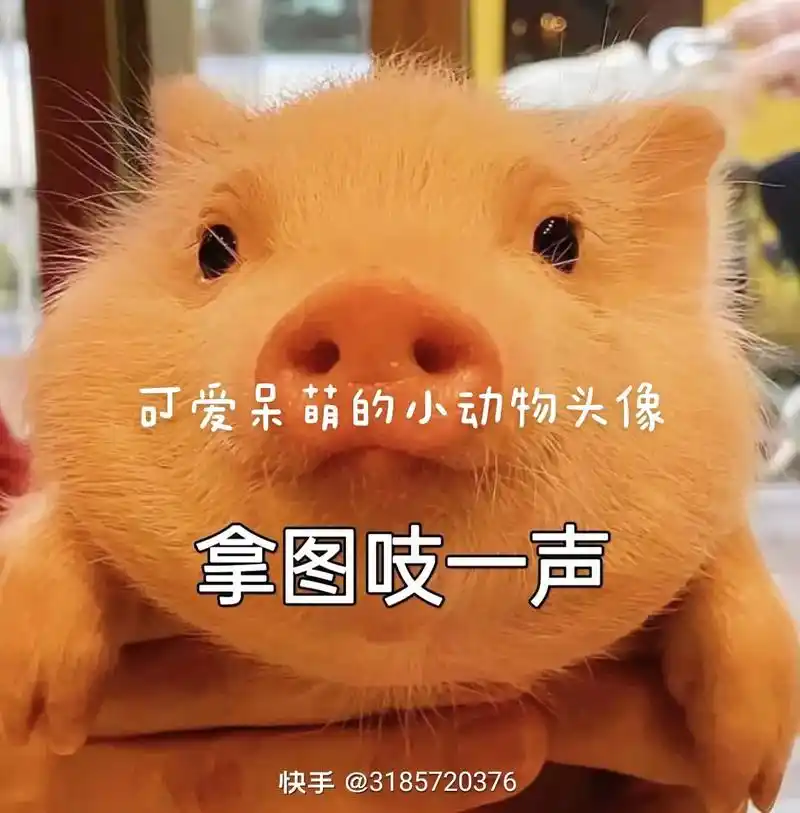 可爱呆萌的小动物头像 快手@2817541599 拿图吱一声 - 抖音