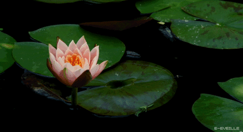 【改编】映日荷花别样红 雄安白洋淀万亩荷塘惹人流连忘返