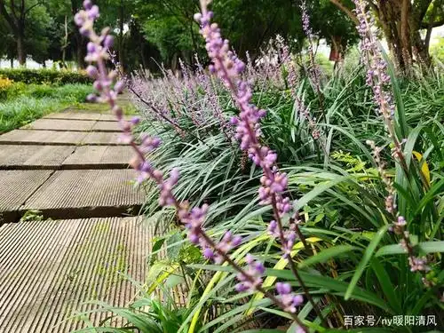 山麦冬与沿阶草的对比