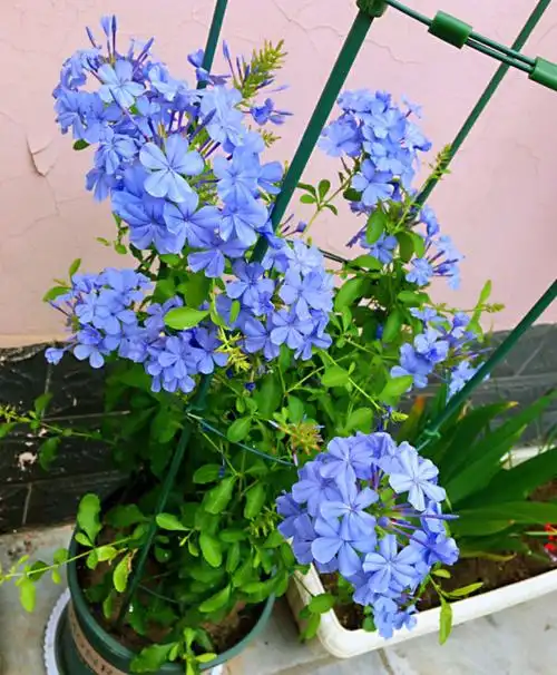 6种蓝色系的花,最适合夏天养,清凉又舒爽!