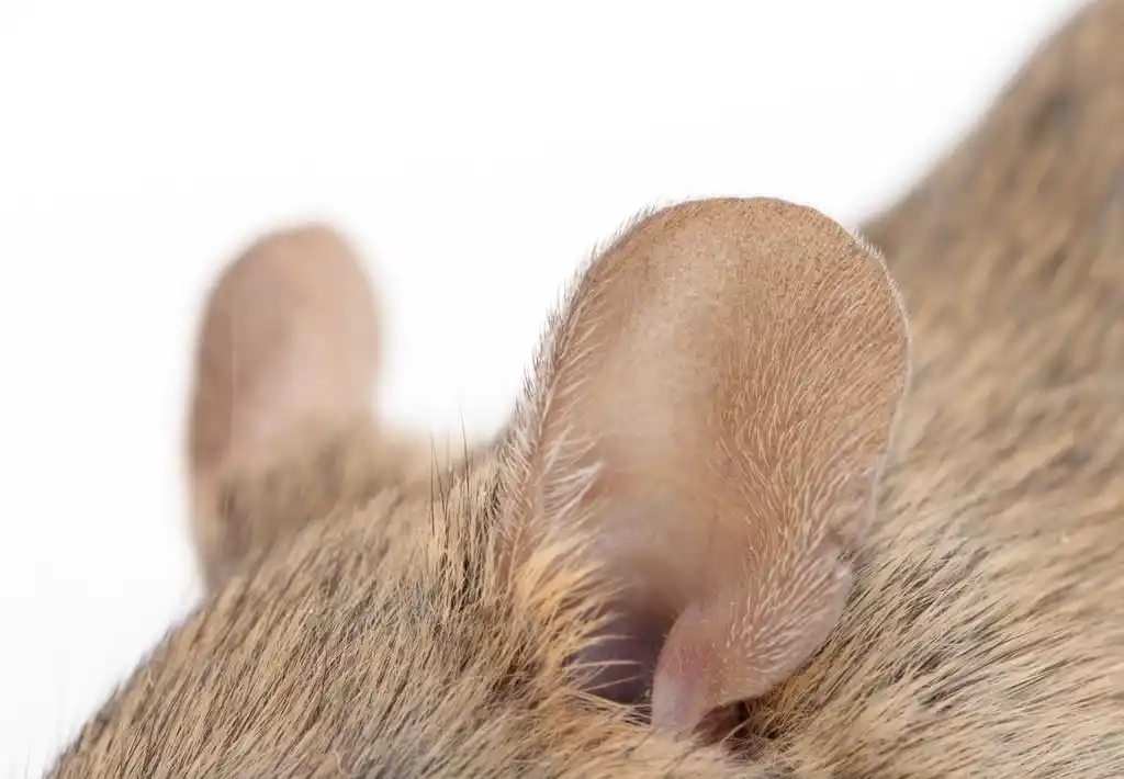 鼠标,老鼠的耳朵.宏